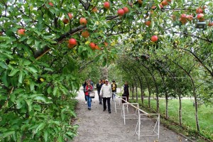Экскурсия по парку Александрия, Сад Мур